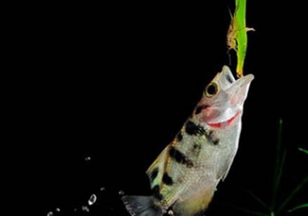 射水魚混養