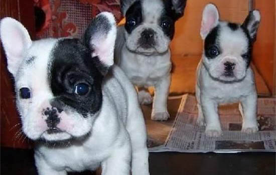 法國斗牛犬有體味嗎