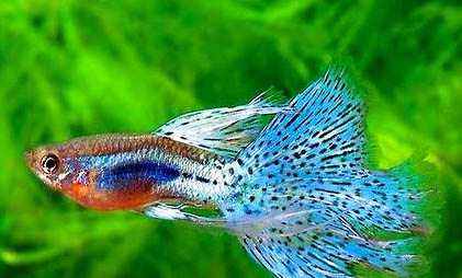 養鳳尾魚幾天換一次水
