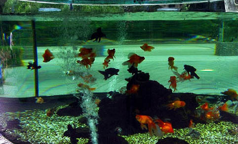 魚缸里能養(yǎng)青蛙嗎