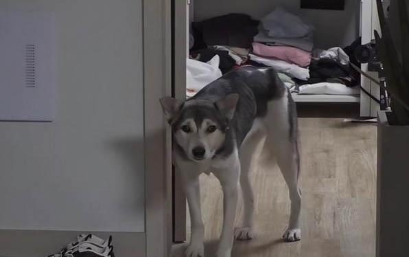 狗狗淚痕形成的原因