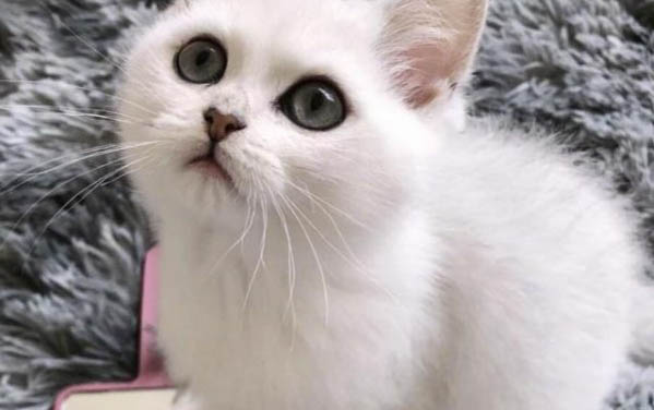 怎樣幫貓剪指甲？