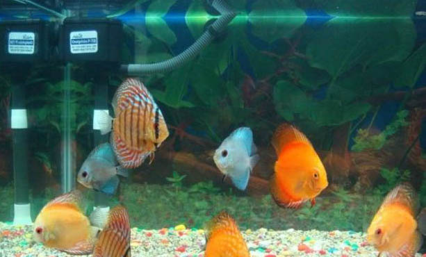 神仙魚死了是怎么回事?