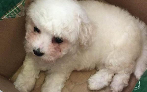 比熊為什么吃自己的屎