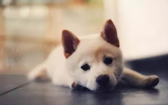 狗狗不吃東西還嘔吐是怎么回事