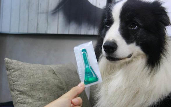 狗狗總是搖頭甩耳朵的原因及處理方法