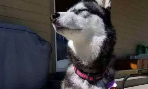 棉花面紗犬哪里有賣