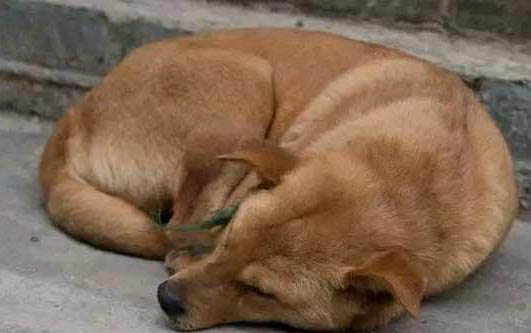 狗狗感冒流鼻涕會死嗎