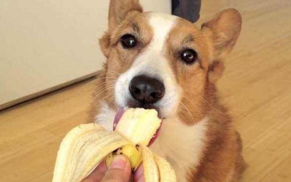 狗趴蹄原因