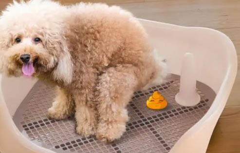 狗搖尾巴是什么意思?