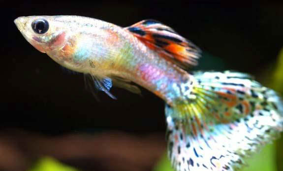 孔雀魚換水的注意事項