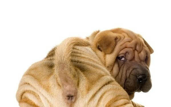 狗狗懷孕不能吃哪些東西和水果