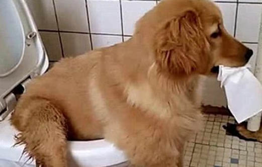 幼犬怎么檢查狗瘟