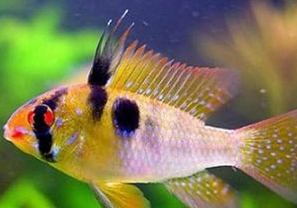 新魚缸怎么樣養熱帶魚？