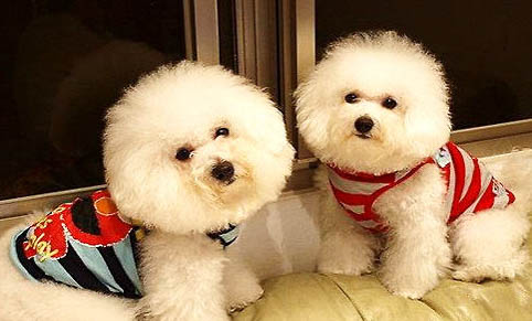 比熊犬小狗狗好養嗎
