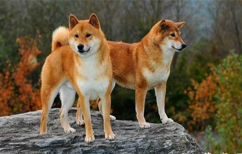 柴犬會咬人嗎?
