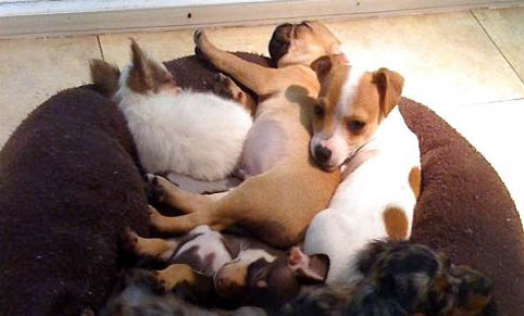 布列塔尼犬炎癥腳腫