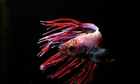 觀賞魚怎樣繁殖