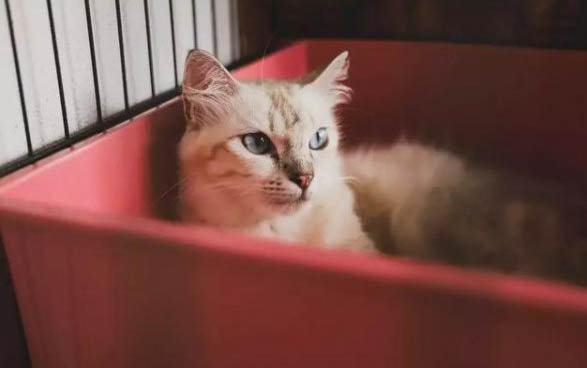 小貓正常體溫應該是多少