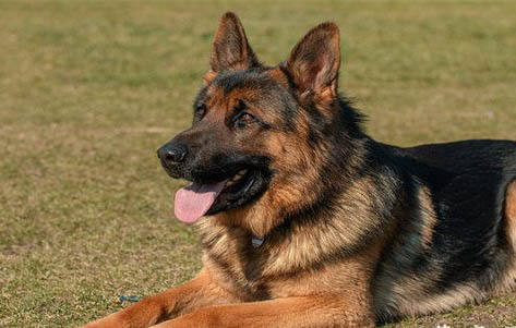 選擇德牧作為軍犬的原因