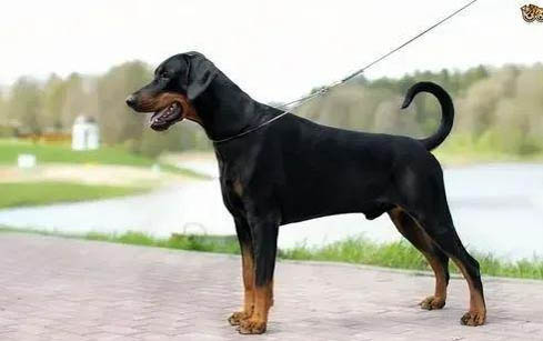 迷你杜賓犬會咬人嗎