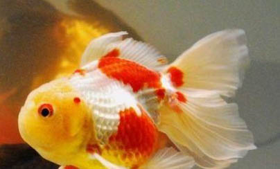 可以養(yǎng)的鯊魚(yú)有哪些？
