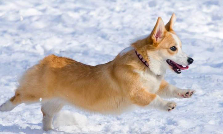 柯基和柴犬哪個好養