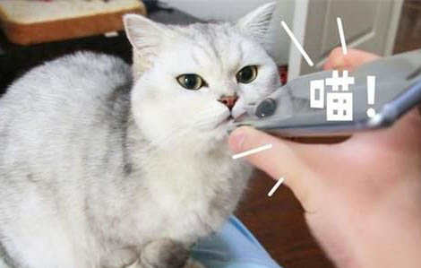 給貓咪吃雞胸肉的好處