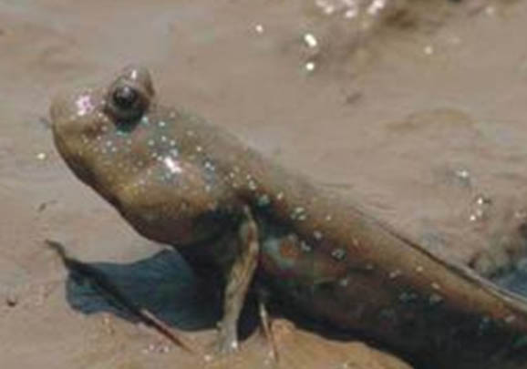 春天氣溫多少可以釣魚