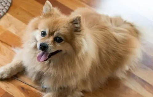 博美犬抑郁癥的表現及原因