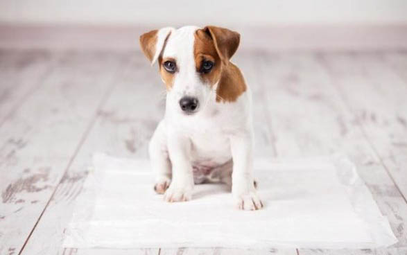 幼犬第一針疫苗可以打八聯嗎？