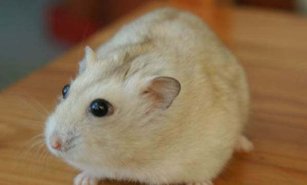 倉鼠懷孕了怎么看?