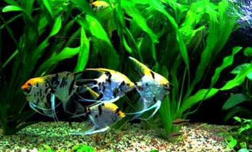 娃娃魚(yú)離開(kāi)水還能活嗎
