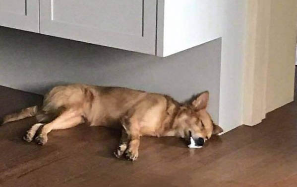 狗狗積食的原因與治療
