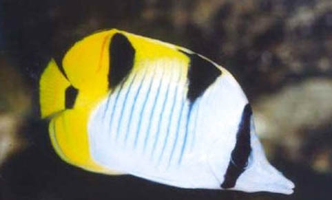 蝴蝶熱帶魚怎么樣