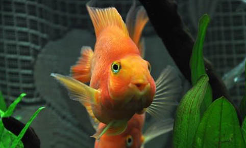 草金魚如何喂食