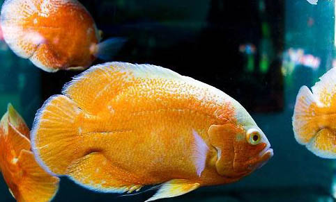 北方庭院魚池養(yǎng)錦鯉容易過冬的地方有哪些