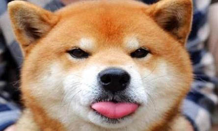 柴犬的平均壽命多少年