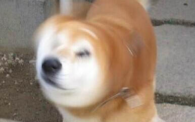 狗狗得細小一直吐怎么辦