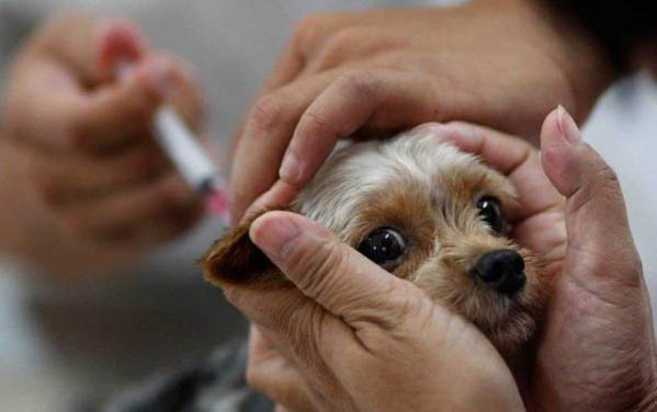 飼養幼犬需要注意哪些事項?