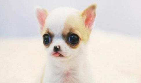 附近哪里有金毛幼犬賣