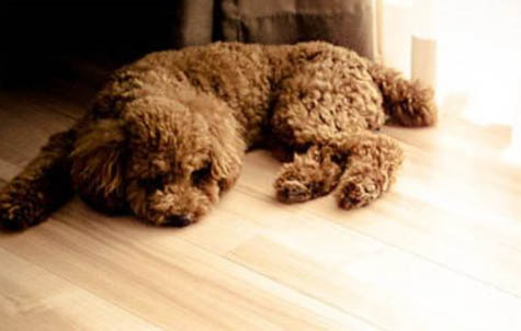 泰迪犬哪個顏色最貴
