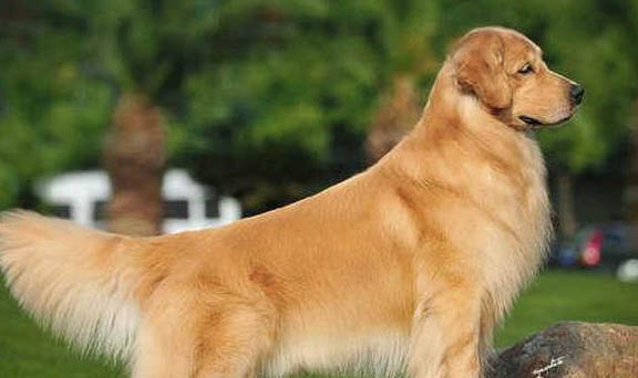 純種金毛犬的特征