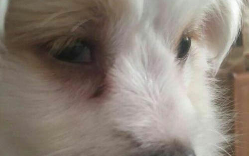 如何通過(guò)糞便觀察狗狗狀況