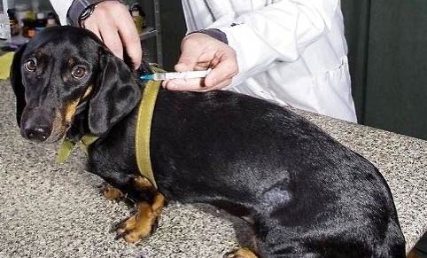 狗狗得病就會死是怎么回事啊