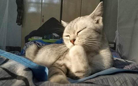 三個月小貓可以吃雞胸肉嗎