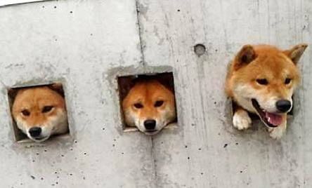 柴犬各月齡體重標準？