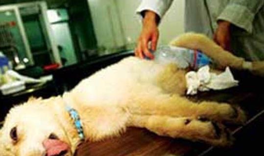 為什么給狗狗擠肛門腺擠不出來