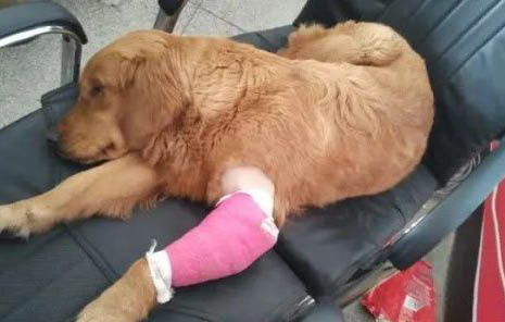 怎么判斷狗狗發燒，狗狗的正常體溫