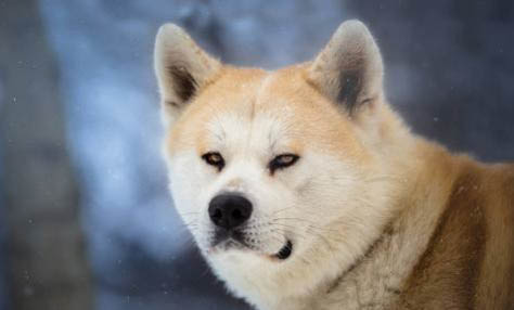 怎樣訓(xùn)練柴犬
